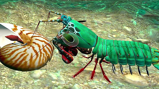 How the Mantis Shrimp’s Powerful Punch Inspired Stronger Materials – Biomimicry Institute
